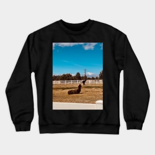 Alpaca Sunshine Crewneck Sweatshirt